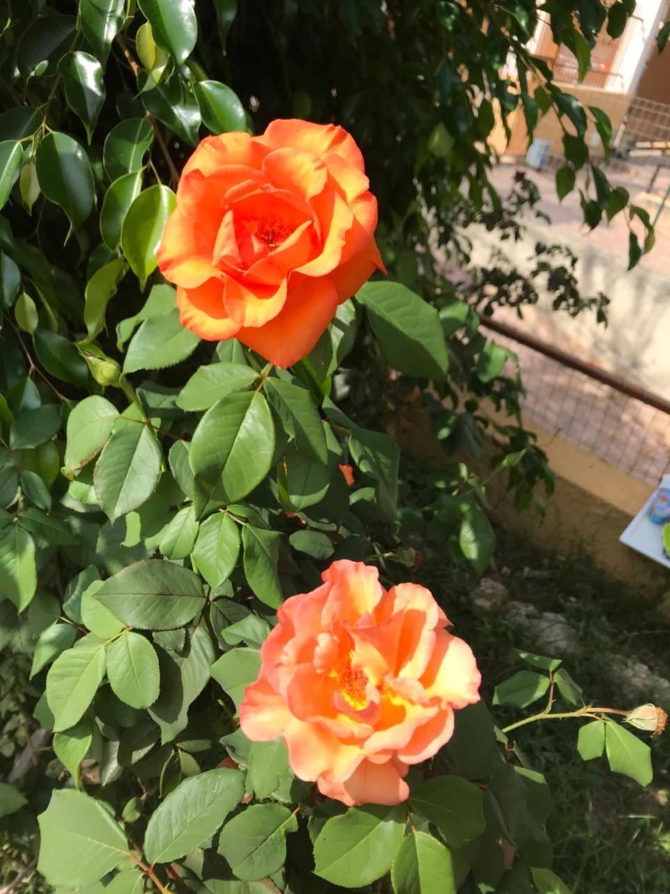 טרופאה Villa Saturno מראה חיצוני תמונה